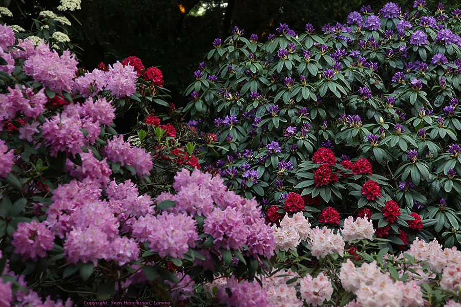 Rhododendron av olika sorter och färger. Alnarpsparken.